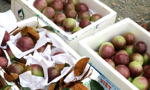 Vú sữa Việt nằm trong tốp đắt đỏ ở Mỹ: 350.000 đồng/kg