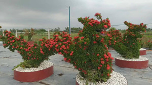 Cây cảnh 'siêu độc' chơi Tết ở miền Tây