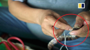 Ngôi làng nuôi 3 triệu con rắn ở Trung Quốc: Rắn cắn người như cơm bữa, bị khâu miệng mùa sinh sản