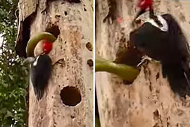Bị rắn cướp tổ, chim gõ kiến quyết tử chiến đòi lại lãnh thổ