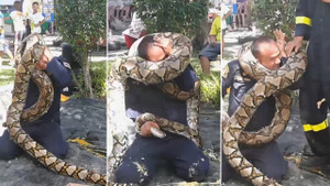 Trăn dài 5m quấn chặt lính cứu hỏa