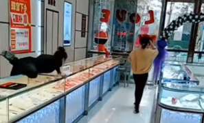 Video: Nữ nhân viên phi thân qua tủ kính vì tưởng khách trộm đồ