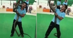Clip: Rắn hổ mang chúa kịch độc cắn người biểu diễn ngất lịm
