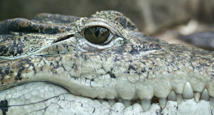 Du khách 'chết lặng' khi đánh rơi điện thoại xuống hố nhung nhúc cá sấu