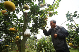 Video: Lão nông trồng cây 11 loại quả bán dịp Tết thu nửa tỷ mỗi năm ở Hà Nội