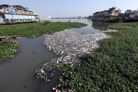 'Lá phổi của Hà Nội' - Hồ Tây đang ô nhiễm nghiêm trọng