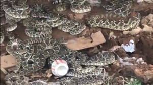 Clip: Dùng máy xúc lật cabin gỗ, rùng mình phát hiện ổ rắn nhung nhúc