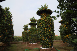 Video: Quýt uốn hình lục bình chơi Tết, giá 50 triệu đồng/cặp