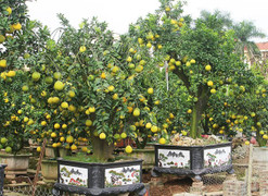 Cận cảnh cây bưởi cổ thụ cao 4 m với 300 quả vàng ươm giá hơn 60 triệu đồng