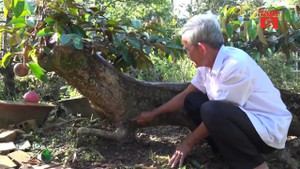 Video: Cây vú sữa dáng long 'độc' nhất xứ dừa, được định giá hơn 300 triệu đồng