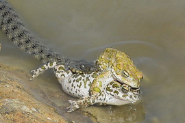 Mải giao phối, cóc đực khiến bạn tình bị rắn nuốt chửng