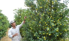 Làng quất nức tiếng miền Trung khấp khởi vào vụ Tết