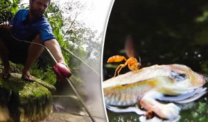 Video: Bí ẩn con sông tử thần sôi sùng sục, luộc chín mọi thứ ở Amazon