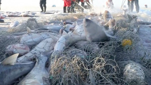 Video: Đào hố, giăng lưới trên hồ băng, bắt 650 tấn cá trong nửa ngày