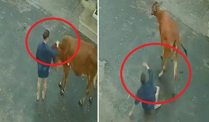 Clip: Đang được vuốt ve, bò nổi điên tung cước đá bay cô gái
