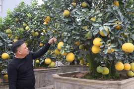 Video: 'Đột nhập' vườn bưởi cảnh cổ thụ tiền tỷ chơi Tết ở Hưng Yên