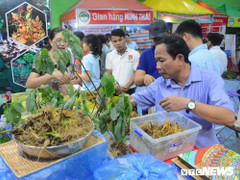 Thu 4 tỷ đồng từ phiên chợ sâm Ngọc Linh đầu năm