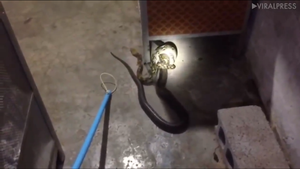 Clip: Trận tử chiến giữa rắn hổ mang chúa và trăn trong nhà kho bỏ hoang