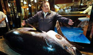 Video: Đại gia chi 72 tỷ đồng mua cá ngừ khổng lồ nặng 278 kg