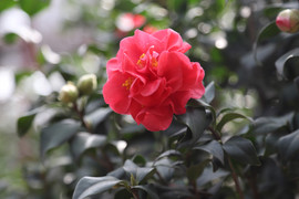 Ảnh: Trà cổ bán Tết giá cả trăm triệu đồng/cây