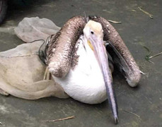 Dân Huế liên tục bắt được chim Bồ nông quý hiếm, gắn thiết bị có chữ nước ngoài