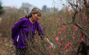 'Hái' 60 tỷ đồng/năm nhờ đưa đào Nam tiến