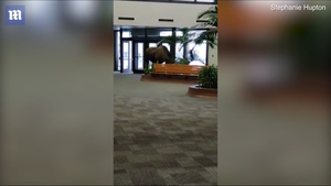 Video: Quá đói và lạnh, nai khổng lồ mò vào bệnh viên xin thức ăn