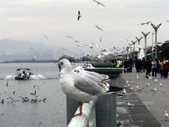 Kỳ lạ hồ nước trên núi cao có cả triệu con chim hải âu bay rợp trời