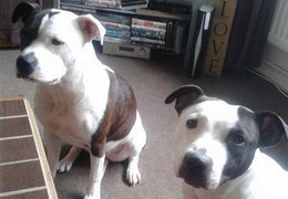 Bị chó nhà nuôi cắn, bé trai 4 tuần tuổi thiệt mạng thương tâm