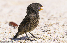 Khủng long bạo chúa chào thua trước sức cắn mạnh gấp 320 lần của chim sẻ