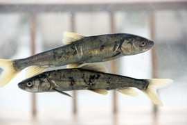 Nấu nhầm cá trong sách Đỏ, cặp vợ chồng ở Trung Quốc bị phạt nặng