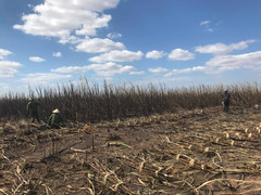 Hơn 100 ha mía ở Đắk Lắk bốc cháy dữ dội