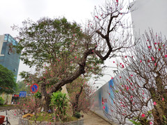 Cận cảnh gốc đào dáng rồng đắt nhất nhì miền Bắc