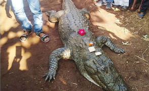 Cả làng bỏ ăn, khóc thương cá sấu 130 tuổi chết già