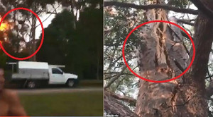 Clip: Sét đánh dữ dội như bom nổ, thân cây tóe lửa, nứt toác