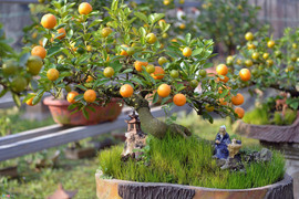 Video: Quất tí hon xuống chợ Tết, giá 4 triệu đồng/cây