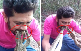 Clip: Người đàn ông liều mạng ngậm 4 con rắn chuông kịch độc trong miệng