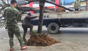 Kỳ lạ hàng cây trồng dưới lòng đường, 'bẫy' xe ở Quảng Ninh