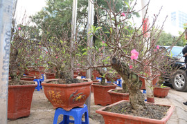 Video: Ngắm đào mini cao 2 gang tay giá gần 4 triệu/cây chơi Tết ở Hà Nội