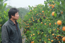 'Phù thủy' biến cây quất bỏ đi, thành quất 'vàng', kiếm vài chục triệu đồng ăn Tết