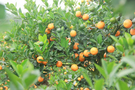 Clip: Người trồng quất Hưng Yên hốt bạc triệu từ cây quất bỏ đi sau Tết