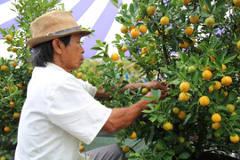 Lạc bước giữa những vườn quất bạc triệu ở làng quất nức tiếng miền Trung