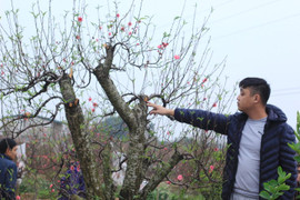 Hàng trăm gốc đào Tết bị kẻ xấu phá hoại trong đêm: Không phải lần đầu tiên