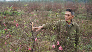 Video: Xem bóng đá, sáng ra nông dân Bắc Ninh sững sờ vì hàng trăm gốc đào bị chặt nát