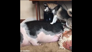 Clip: Chó Husky nỗ lực đánh thức chú lợn đang ngủ say
