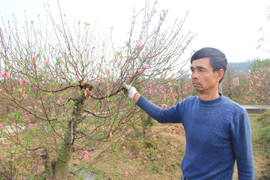 Ảnh: Cận cảnh vườn đào bị kẻ xấu chặt phá ngày cận Tết ở Bắc Ninh, mỗi gia đình thiệt hại hàng trăm triệu đồng