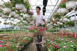 Chàng nhân viên ngân hàng thuê đất trồng hoa kiếm bạc tỷ dịp Tết