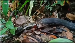 Hổ mang chúa làm thịt trăn sau trận tử chiến đẫm máu