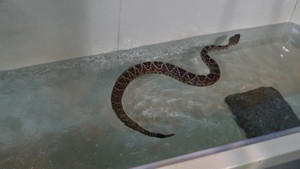 Nhân viên sở thú ép rắn béo phì tập gym giảm cân