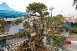 Video: Ngắm cây đỗ quyên 400 năm tuổi thế quần tụ của đại gia Lào Cai, trả 1 tỷ đồng không bán